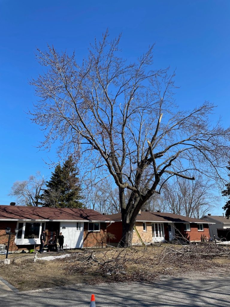 There is a tree that has suffered damage as a result of an ice storm.